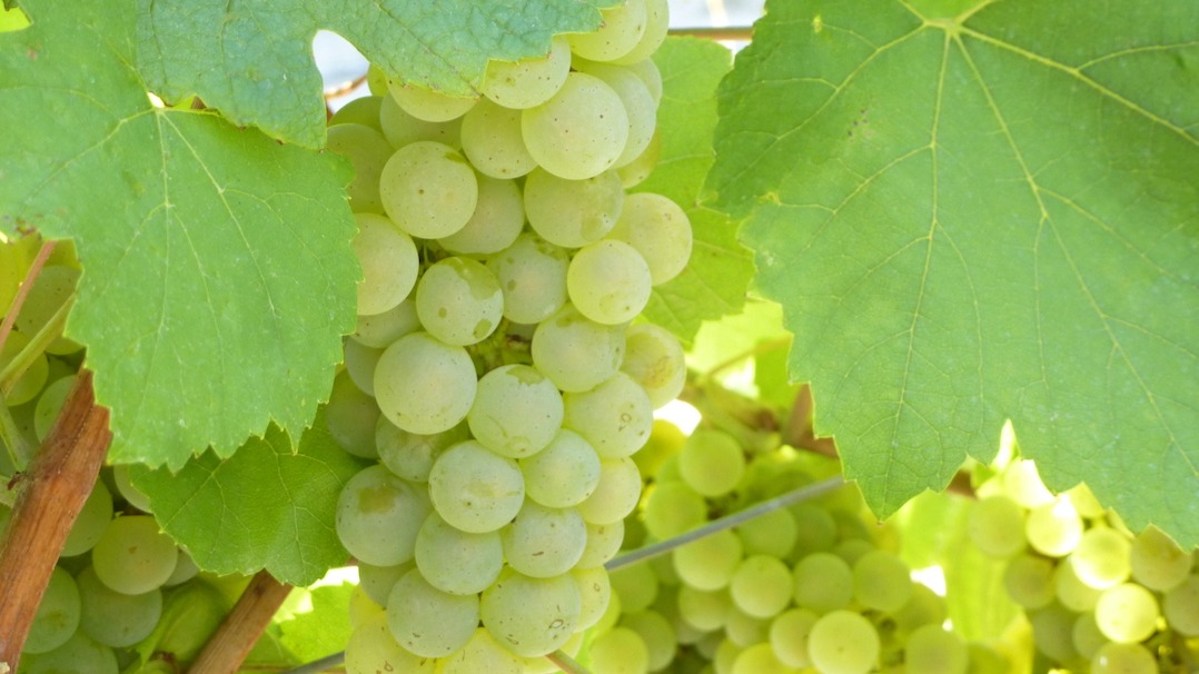 Lancement de la campagne de recrutement en vue des vendanges en...